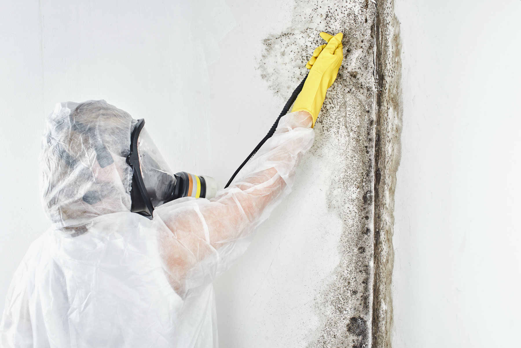 Black mold removal in St. John's
