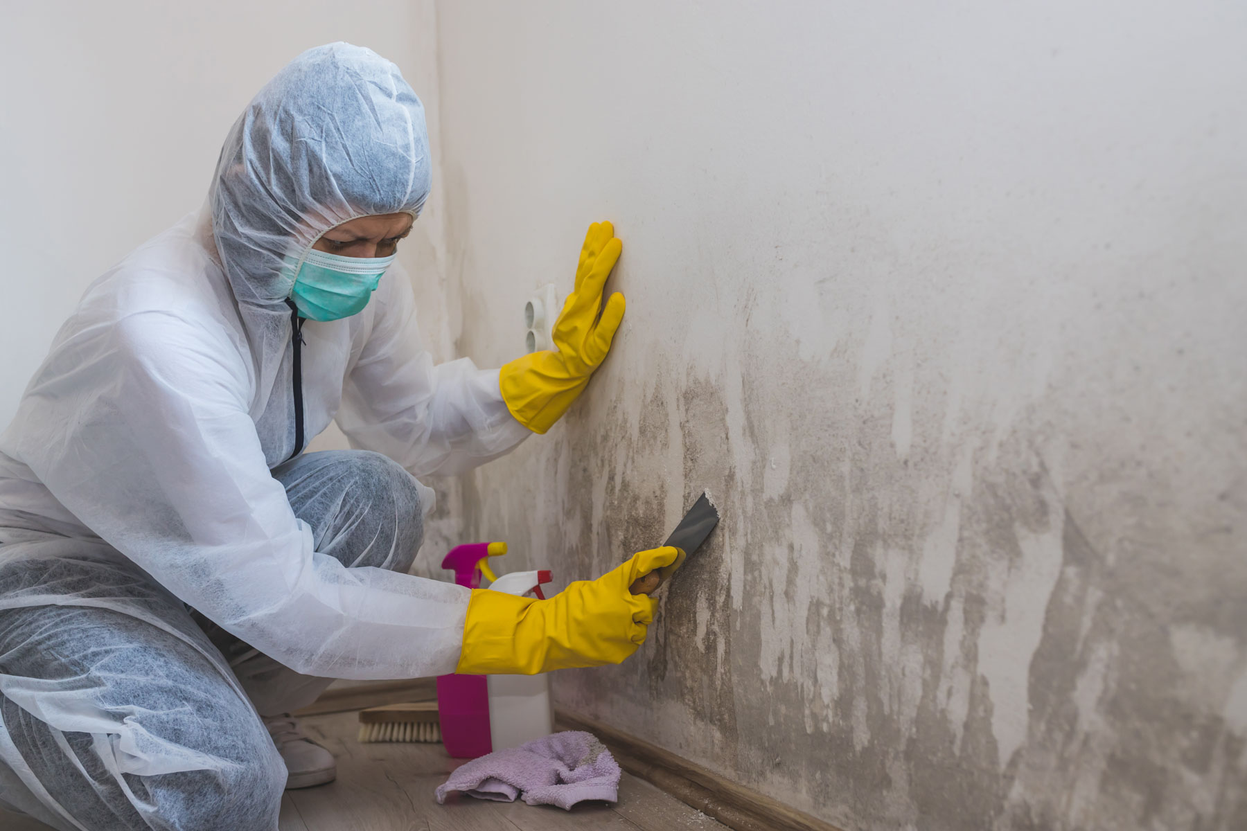 Basement mold remediation in St. John's